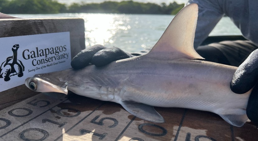 Está se suma a otras dos guarderías de ejemplares de menos de un año de esta especie halladas anteriormente en el archipiélago ecuatoriano / Foto: EFE Está se suma a otras dos guarderías de ejemplares de menos de un año de esta especie halladas anteriormente en el archipiélago ecuatoriano / Foto: EFE
