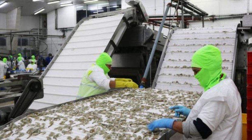 El sector camaronero fue uno de los que tuvo mejor desempeño en el tercer trimestre. Foto: Archivo / EL COMERCIO
