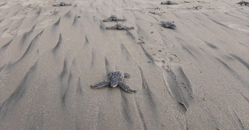 Nacen en Ecuador las primeras tortugas marinas laúd en cuatro décadas / foto EFE Nacen en Ecuador las primeras tortugas marinas laúd en cuatro décadas / foto EFE