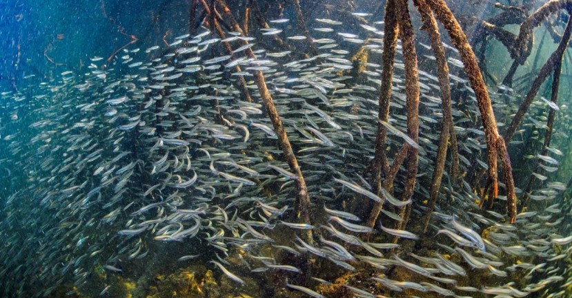 Los manglares de Galápagos, ecosistemas clave para la diversidad de peces / Foto: EFE