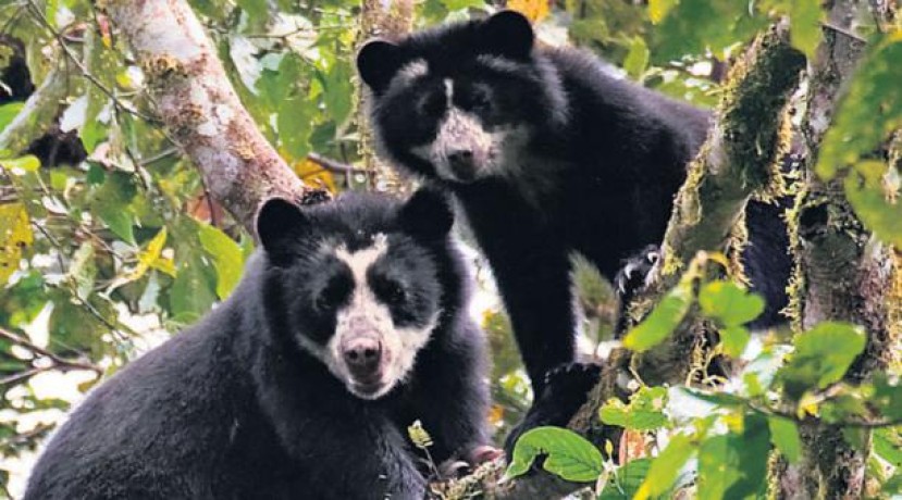 620 especies animales están en riesgo