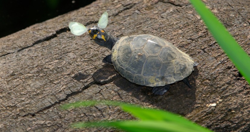 Yasuní: un referente para la conservación de las tortugas charapas / Foto: cortesía ministerio de Ambiente