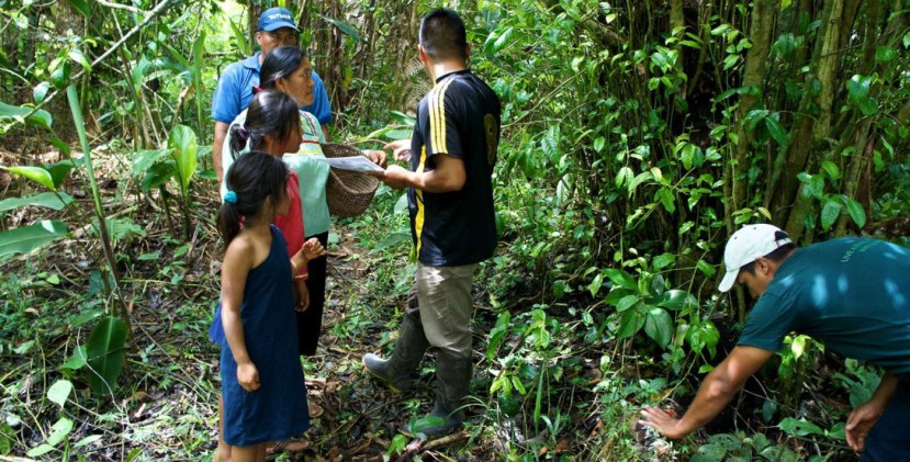 La guayusa, una planta milenaria y curativa - Foto: El Tiempo Ecuador