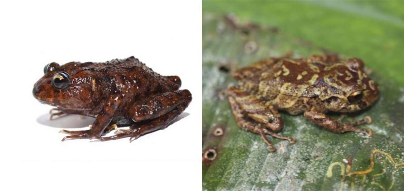 Izquierda: rana Lynchius megacephalus (cabeza grande), su descubrimiento se anunció la semana anterior. Derecha: rana de la especie Pristimantis mallii, descubierta el martes 19 de marzo. Foto: EL TELÉGRAFO 
