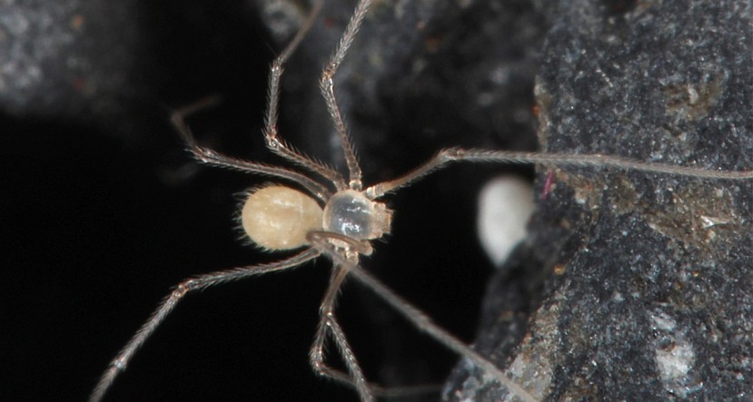 Una nueva investigación en el archipiélago ecuatoriano de las Islas Galápagos describió tres nuevas especies de arañas / Foto: EFE