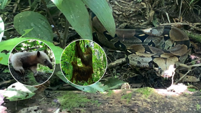 16 especímenes de fauna silvestre fueron liberados en Limoncocha / Foto: cortesía Ministerio de Ambiente 16 especímenes de fauna silvestre fueron liberados en Limoncocha / Foto: cortesía Ministerio de Ambiente