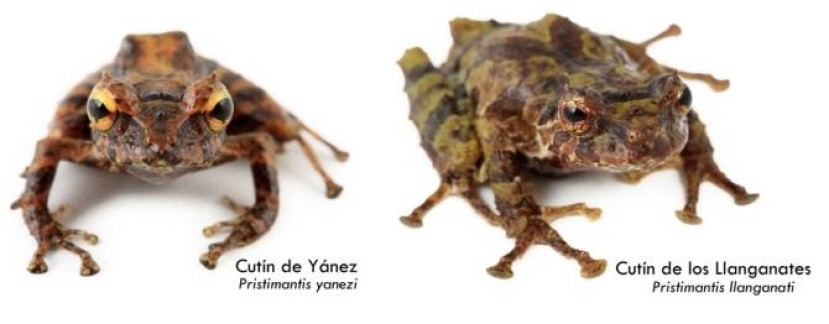 Foto: Noticias de la Ciencia