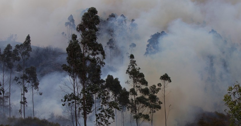 Logran extinguir un incendio forestal en la Reserva Ecológica Antisana / Foto: EFE
