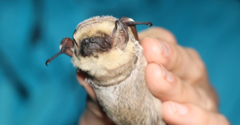 El diminuto mamífero volador de Galápagos que tiene de cabeza a científicos / Foto: EFE El diminuto mamífero volador de Galápagos que tiene de cabeza a científicos / Foto: EFE