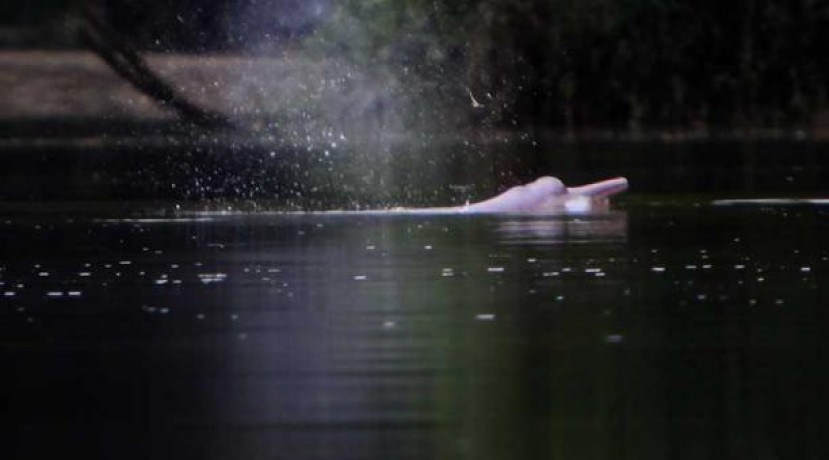 Luego de 10 años de haber ingresado por primera vez en la lista roja de la UICN, el Delfín Rosado del Amazonas fue catalogado como en peligro de extinción. Foto: El Comercio Luego de 10 años de haber ingresado por primera vez en la lista roja de la UICN, el Delfín Rosado del Amazonas fue catalogado como en peligro de extinción. Foto: El Comercio