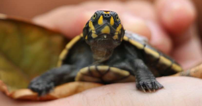 57 tortugas fueron decomisadas en un operativo en El Coca / Foto: ministerio de Ambiente 57 tortugas fueron decomisadas en un operativo en El Coca / Foto: ministerio de Ambiente