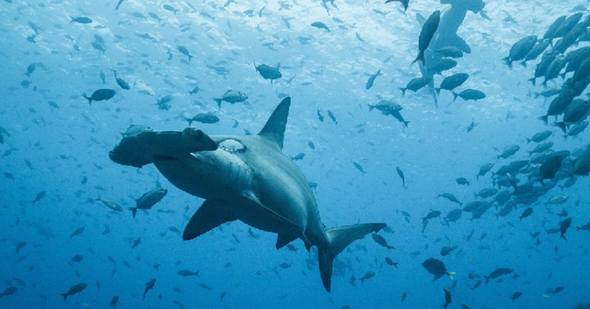 Por primera vez se registra la migración de un tiburón martillo desde Galápagos hasta Costa Rica / Foto: Cortesía del Ministerio de Ambiente