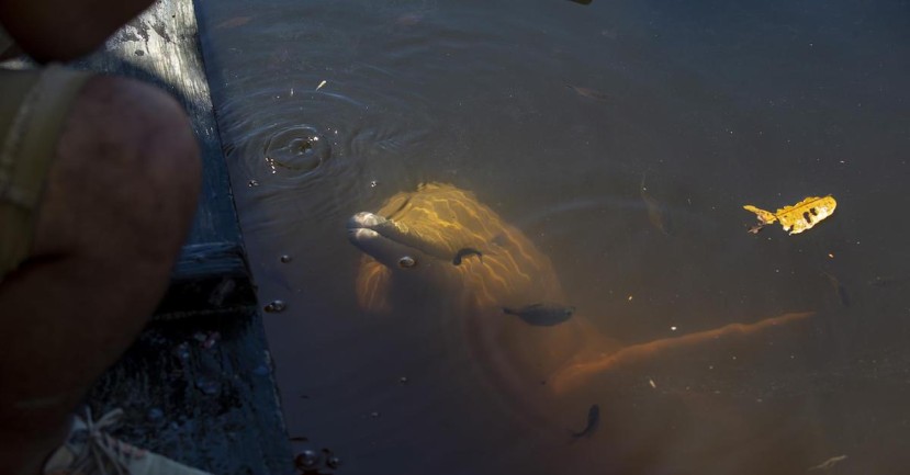 Un santuario para el delfín rosado en la Amazonía ecuatoriana / Foto: EFE