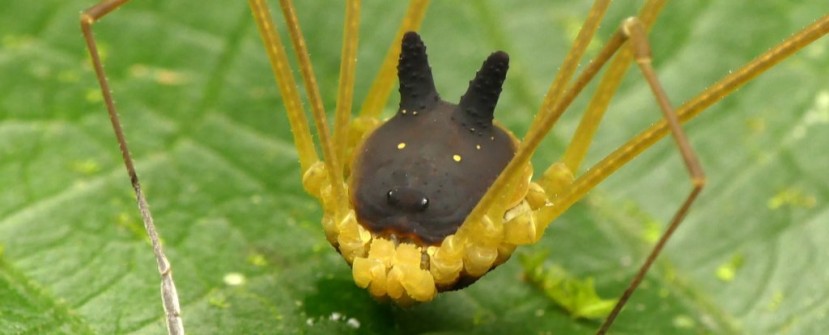 Arácnido raro con cabeza de conejo negro - Foto: Science Alert