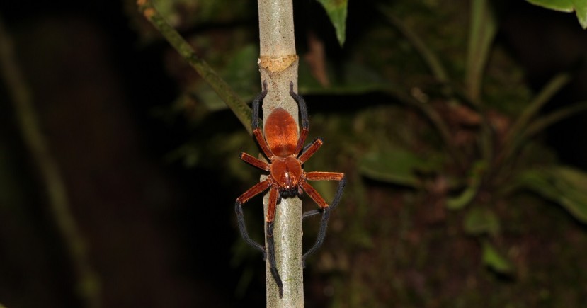El descubrimiento de esta especie se produjo en la Estación de Biodiversidad Tiputini/ Foto: cortesía revista Ecology and Evolution El descubrimiento de esta especie se produjo en la Estación de Biodiversidad Tiputini/ Foto: cortesía revista Ecology and Evolution