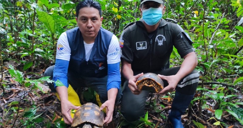 57 tortugas fueron liberadas en el Parque Nacional Yasuní / Foto: cortesía Ministerio de Ambiente