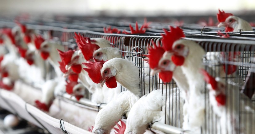 El Ministerio señaló que han avanzado en un 80% las acciones de control y erradicación de la gripe aviar y ratificó que esa enfermedad no afecta a los seres humanos / Foto: EFE