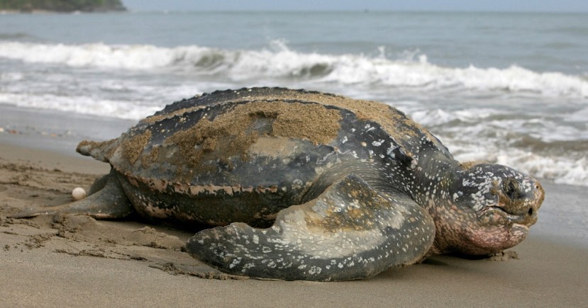 Ecuador confirma anidamiento de vulnerable tortuga Laúd en Isla Corazón, Foto: EFE Ecuador confirma anidamiento de vulnerable tortuga Laúd en Isla Corazón, Foto: EFE