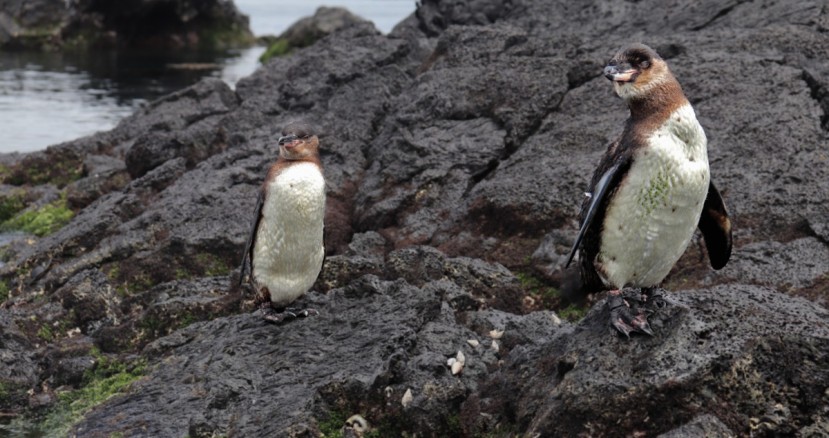 En la categoría de ‘Mejores lugares o destinos del Ecuador para visitar: Parques de Reserva Nacional’ / Foto: cortesía Parque Nacional Galápagos En la categoría de ‘Mejores lugares o destinos del Ecuador para visitar: Parques de Reserva Nacional’ / Foto: cortesía Parque Nacional Galápagos