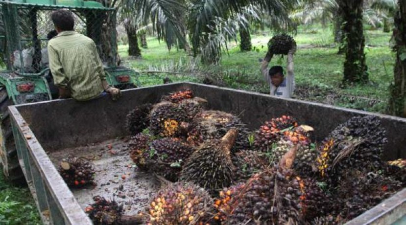 La principal actividad en Esmeraldas es la agrícola, con un peso del 23%. Destaca la producción de palma. Foto: El Comercio
