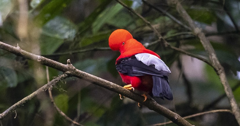 Prácticamente una tercera parte de las 1.670 especies de aves que habitan en Ecuador pueden verse en su capital y en sus parroquias rurales aledañas / Foto: EFE Prácticamente una tercera parte de las 1.670 especies de aves que habitan en Ecuador pueden verse en su capital y en sus parroquias rurales aledañas / Foto: EFE