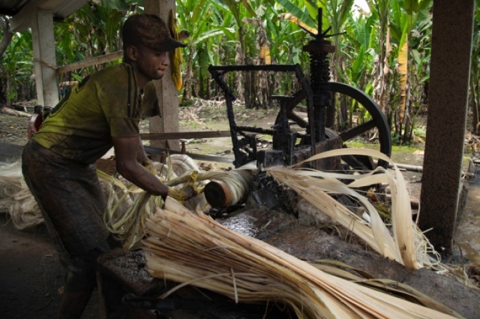 La máquina desfibradora retira el exceso de agua del abacá. Pero un hilo de abacá puede convertirse en una navaja. Muchos se han mutilado en ese proceso. No cuentan con indumentaria adecuada. Foto: Plan V La máquina desfibradora retira el exceso de agua del abacá. Pero un hilo de abacá puede convertirse en una navaja. Muchos se han mutilado en ese proceso. No cuentan con indumentaria adecuada. Foto: Plan V