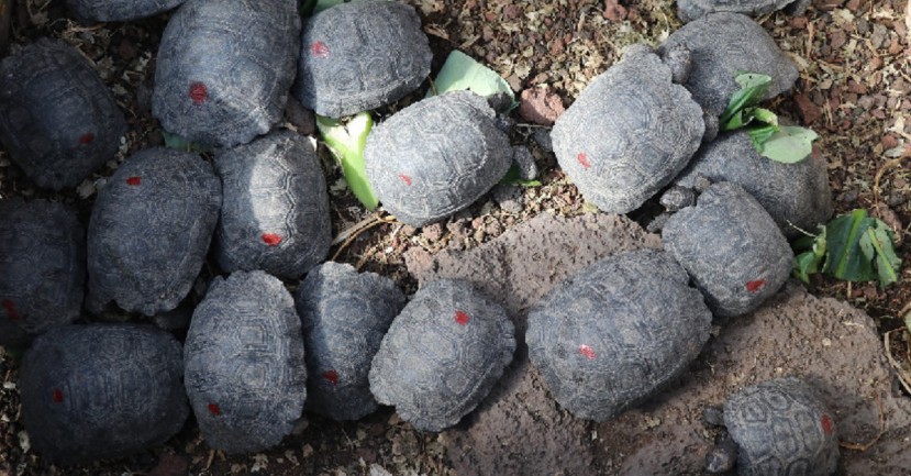 Un policía fue arrestado por tráfico de 185 tortugas neonatas en Galápagos / Foto: Cortesía del Ministerio de Ambiente