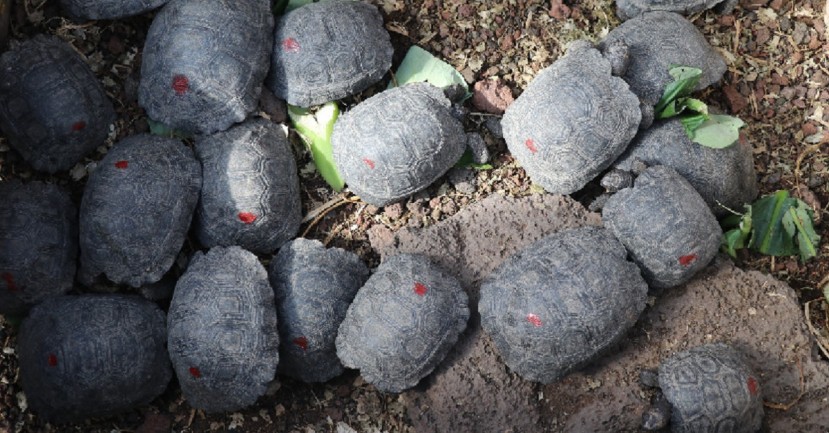 Un policía fue arrestado por tráfico de 185 tortugas neonatas en Galápagos / Foto: Cortesía del Ministerio de Ambiente Un policía fue arrestado por tráfico de 185 tortugas neonatas en Galápagos / Foto: Cortesía del Ministerio de Ambiente