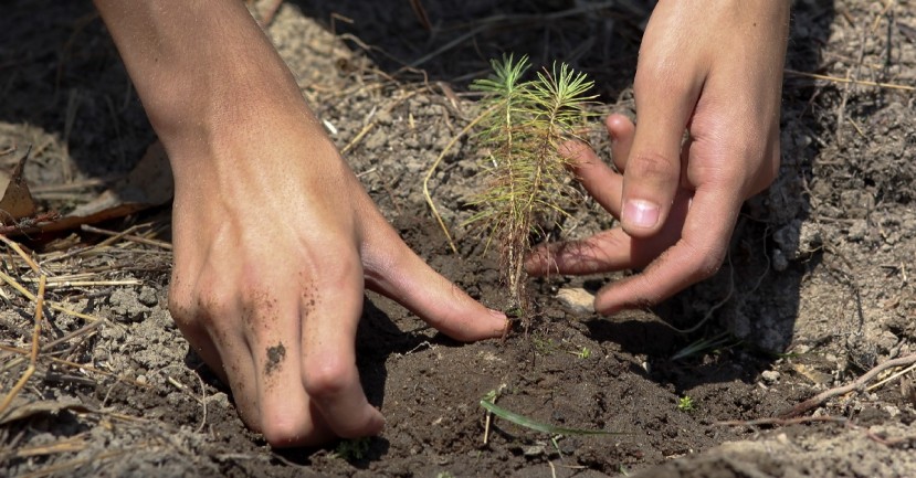4 provincias amazónicas plantarán 100 mil árboles / Foto: EFE 4 provincias amazónicas plantarán 100 mil árboles / Foto: EFE