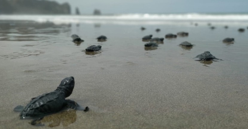 Más de cuatro mil tortugas marinas nacieron en Manabí / Foto: EFE