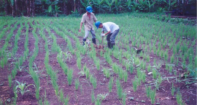 En 1998, Texaco fue liberada en Ecuador luego de una remediación ambiental efectiva / Foto: El Oriente En 1998, Texaco fue liberada en Ecuador luego de una remediación ambiental efectiva / Foto: El Oriente