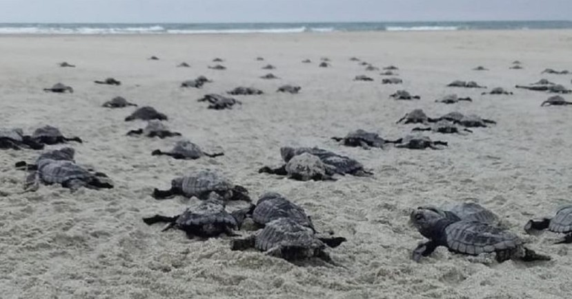 Nacen 78 tortugas marinas golfinas en una playa del norte de Ecuador / Foto: EFE Nacen 78 tortugas marinas golfinas en una playa del norte de Ecuador / Foto: EFE