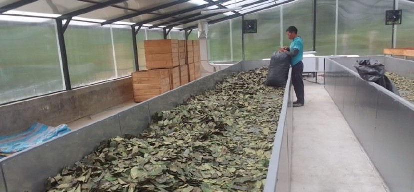 El desecado del primer lote de guayusa en Napo se realizó con secador solar / Foto: Cortesía IIGE) El desecado del primer lote de guayusa en Napo se realizó con secador solar / Foto: Cortesía IIGE)