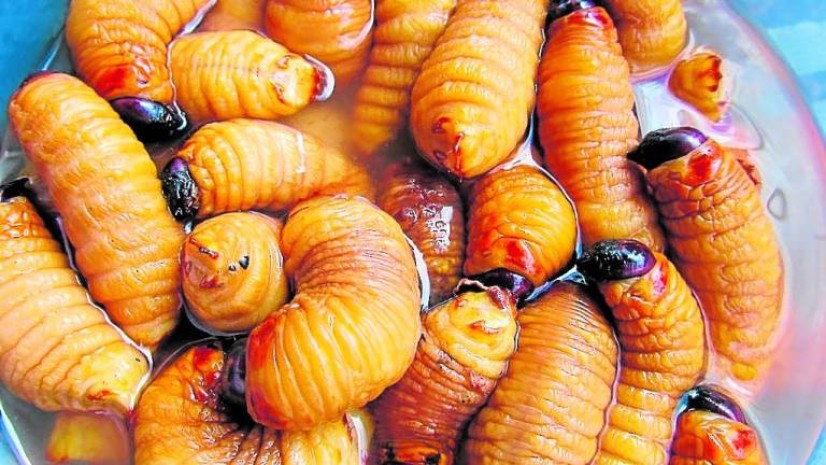 El gusano chontacuro es una receta ancestral de las comunidades amazónicas del Ecuador. Foto: EXTRA