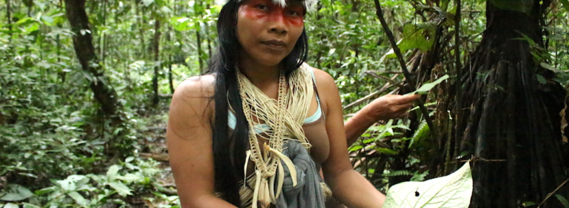 Foto: Mongabay