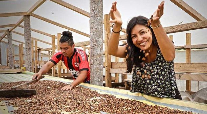 La técnica de secado, llamada ‘honey’, es una de las que estos emprendedores han perfeccionado. Foto: cortesía Witoca