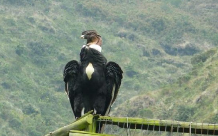 La Caza De Animales Silvestres Tema Pendiente En El Ecuador