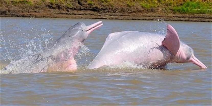  El delfín rosado, un símbolo de la Amazonía, está en peligro de extinción / Foto: Ministerio de Turismo