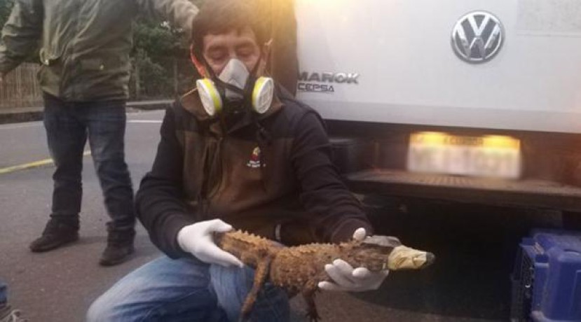 Los rescatistas del reptil colocaron cinta de embalaje en el hocico del animal para trasladarlo a un lugar seguro. Foto: Cortesía Dirección de Ambiente de Morona Santiago