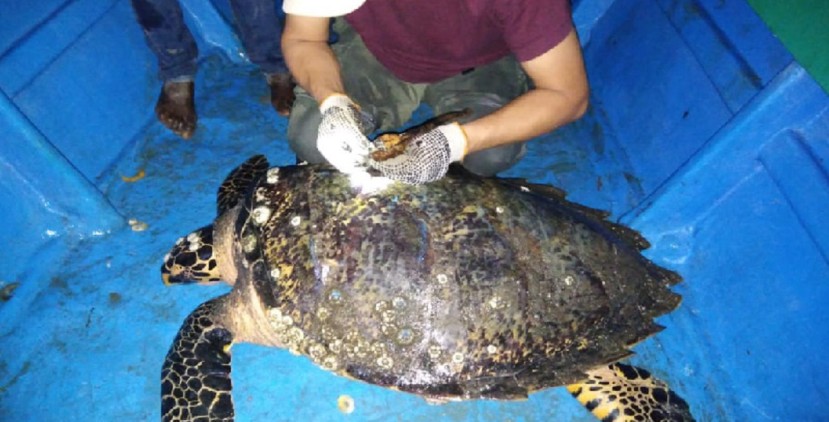 Ecuador marca por primera vez a una tortuga carey, en peligro de extinción / Cortesía del Ministerio de Medio Ambiente Ecuador marca por primera vez a una tortuga carey, en peligro de extinción / Cortesía del Ministerio de Medio Ambiente