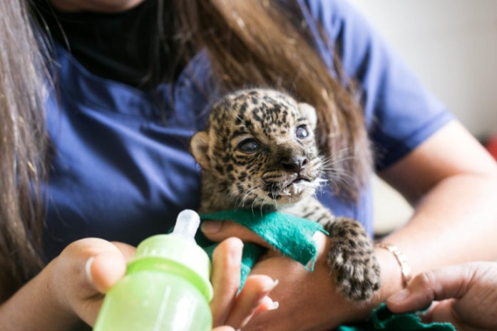 Foto: Mongabay