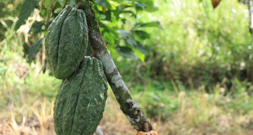 Gracias al foro sobre Inversión, el Gobierno ecuatoriano podrá incrementar la producción de estos alimentos locales en 9 de las 24 provincias del país / Foto: El Oriente Gracias al foro sobre Inversión, el Gobierno ecuatoriano podrá incrementar la producción de estos alimentos locales en 9 de las 24 provincias del país / Foto: El Oriente
