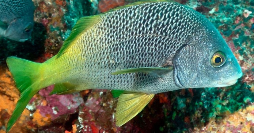 Dos nuevas especies de peces son descubiertas en Galápagos y Pacífico Este Tropical/ Foto: EFE Dos nuevas especies de peces son descubiertas en Galápagos y Pacífico Este Tropical/ Foto: EFE