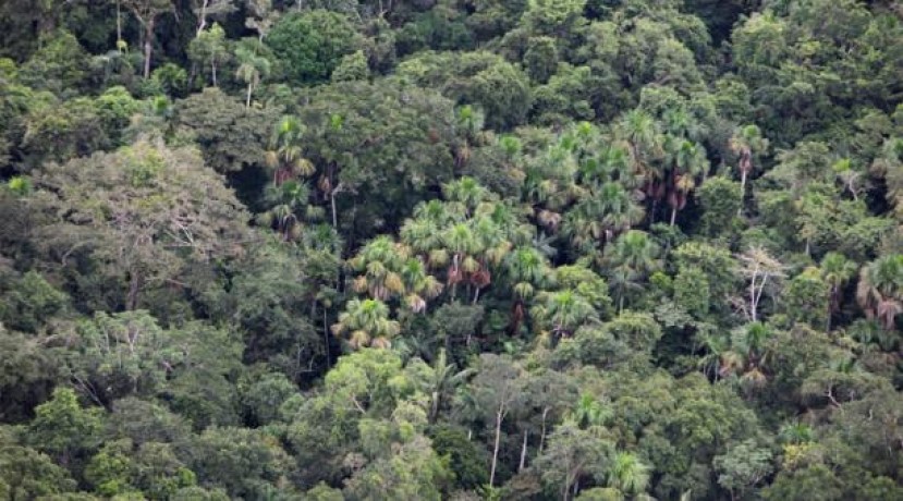 Si el Ministerio del Ambiente emite las licencias respectivas, se podrá extraer el crudo de las plataformas A y B de Ishpingo, ubicado en el sur del bloque 43, entre septiembre y octubre de este 2019. Foto: El Comercio