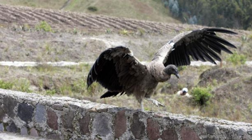 Foto: El Comercio