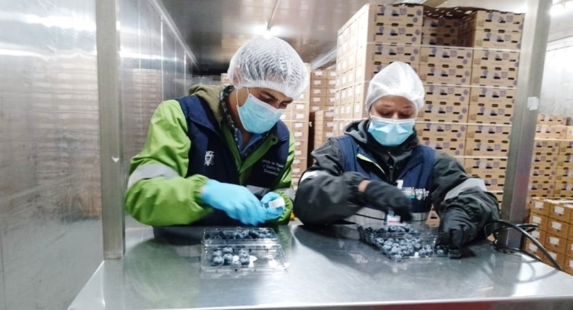 El arándano es considerado un súper alimento debido a su alto contenido de fibra, vitaminas, minerales y sobre todo antioxidantes / Foto: cortesía Agrocalidad El arándano es considerado un súper alimento debido a su alto contenido de fibra, vitaminas, minerales y sobre todo antioxidantes / Foto: cortesía Agrocalidad