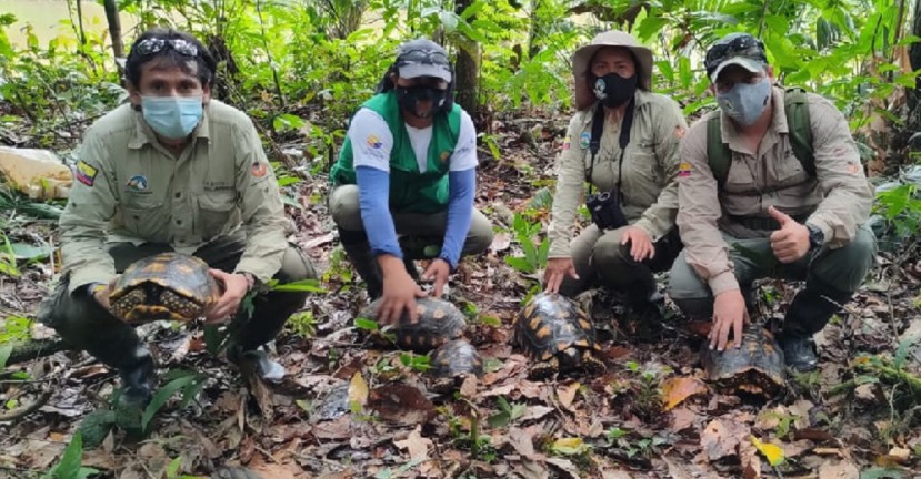 25 especímenes de vida silvestre fueron reinsertados en el Yasuní / Foto: MAATE