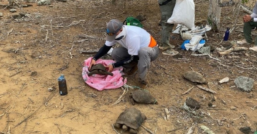 Cerca de 40 tortugas de San Cristóbal regresan a su hábitat en Galápagos / Foto: EFE Cerca de 40 tortugas de San Cristóbal regresan a su hábitat en Galápagos / Foto: EFE
