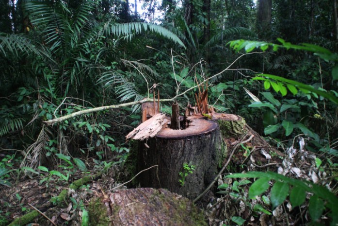 Tala ilegal selectiva de especies como el cedro y el chuncho en la zona intangible. Foto: Edu León.