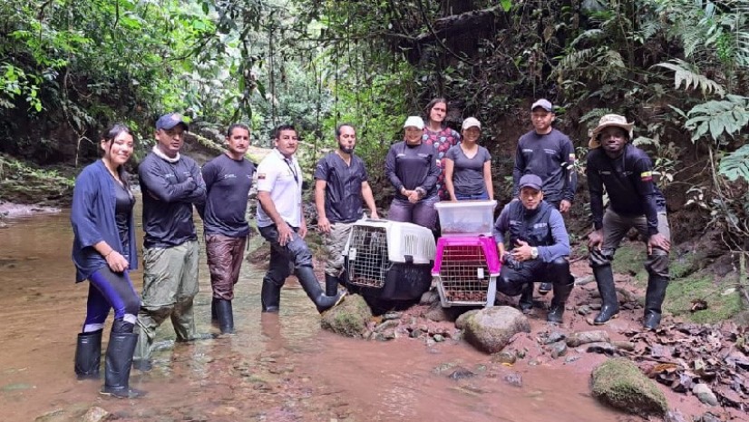 Previamente, los ejemplares cumplieron con la etapa de rehabilitación en la clínica veterinaria del Parque Turístico Nueva Loja / Foto: cortesía ministerio de Ambiente Previamente, los ejemplares cumplieron con la etapa de rehabilitación en la clínica veterinaria del Parque Turístico Nueva Loja / Foto: cortesía ministerio de Ambiente